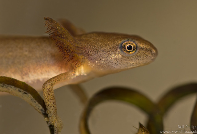 smooth newt tadpole