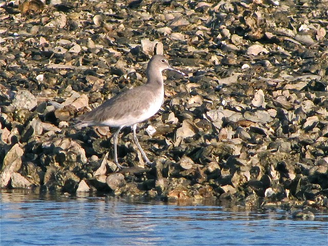 Willet Seen from the Lighthouse Trail at Fort Pulaski 02