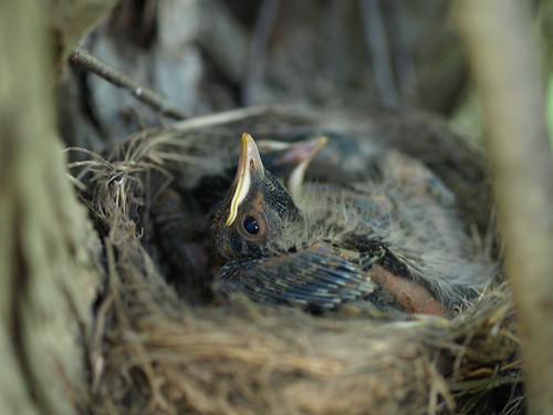 robin chicks in nest
