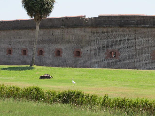 Great Egret at Fort Pulaski, GA