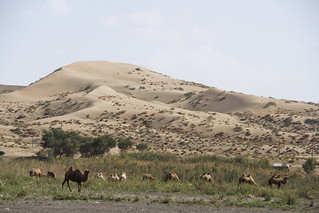 Camels at Taklamakan