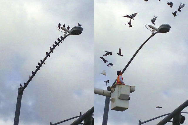 Birds on a light pole