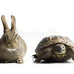 640-01358405 tortoise and hare