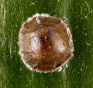 Scale insect, back, U, Patuxent, MD_2013-01-02-14.11.28 ZS PMax
