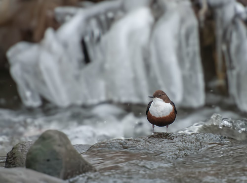 Dipper with Ice Sheet by Andy Pritchard - Barrowford