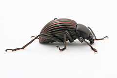 Tenebrionidae - Darkling Beetles