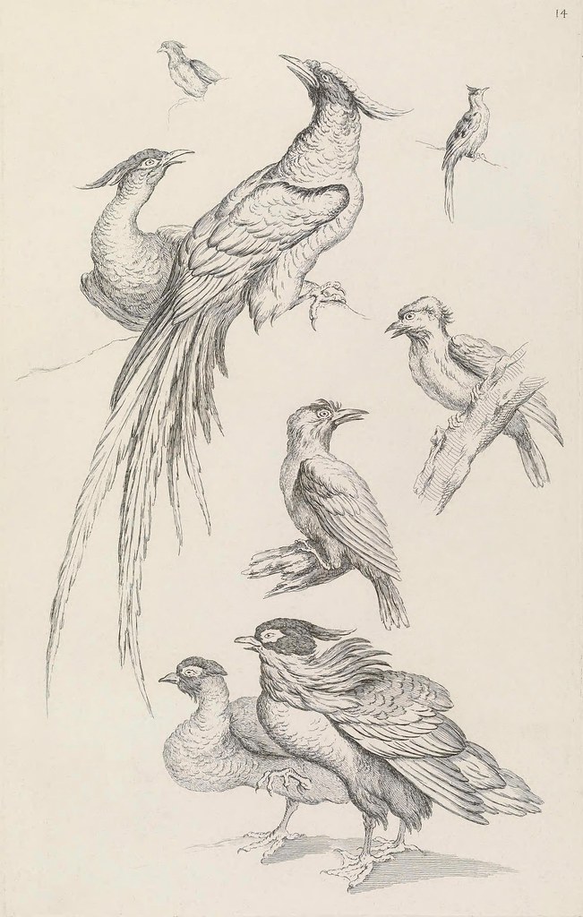 Chinese ornithological engravings