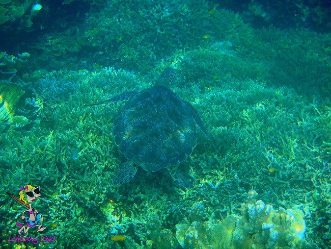 A Turtle off Tongo Sanctuary 