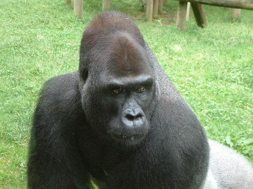 Handsome Gorilla, Priceless. by Sunshine Gorilla