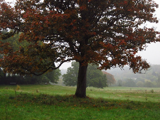 Trees at the Tumulus Field