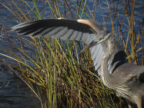 Grand Héron - Great blue Heron  20 Oct 2012 - 086 by Diane G....Thanks for over 50,000 Views....