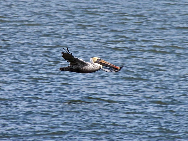 Brown Pelican at the North Beach on Tybee Island 03