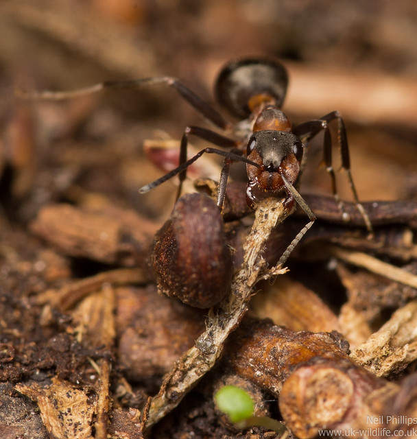 wood ants - Formic rufa 6