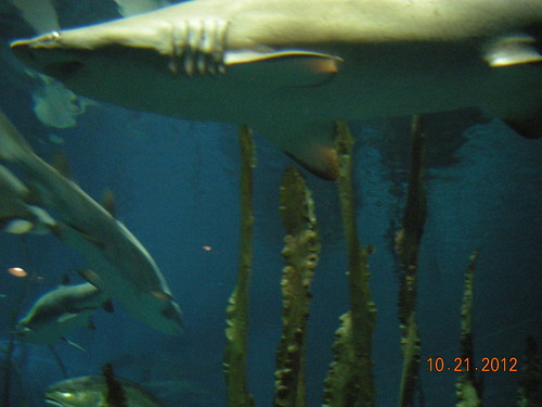 Sharks swimming among tall seaweed  