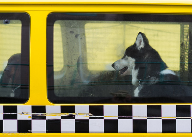 Dog Taxi