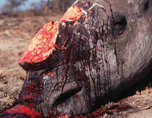 白犀牛屍體.©MARTIN HARVEY / WWF - CANON