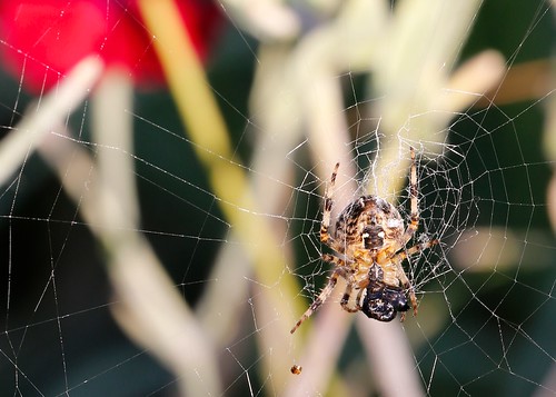 Garden Spider by TheUnseenScene (previously AnnerleyIRMacro)