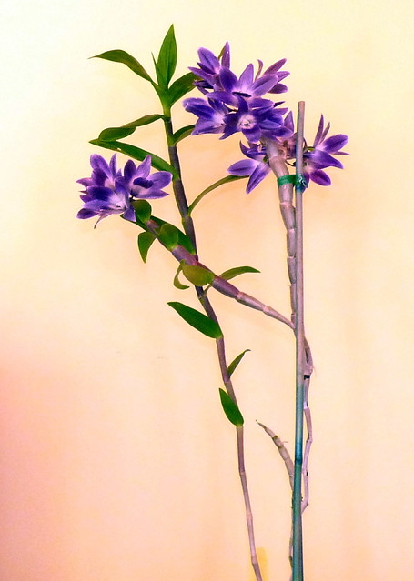 Dendrobium victoria-reginae species orchid, 9-12 replacement plant