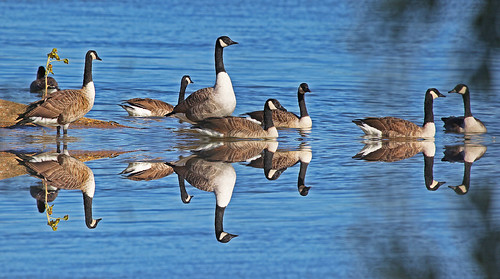 Canada Geese Sussex by Kinzler Pegwell