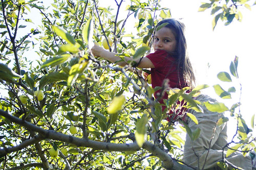 apple picking at Skytop Orchard