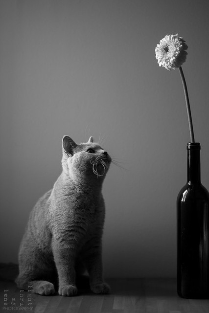 flower&cheshirecat