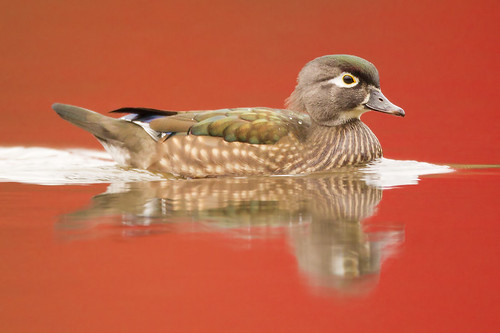 Mrs. Wood Duck on Reflected Sugar Maples by Jeff Dyck