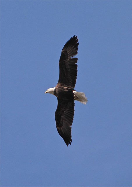 Bald Eagle at Evergreen Lake in McLean County, IL 01
