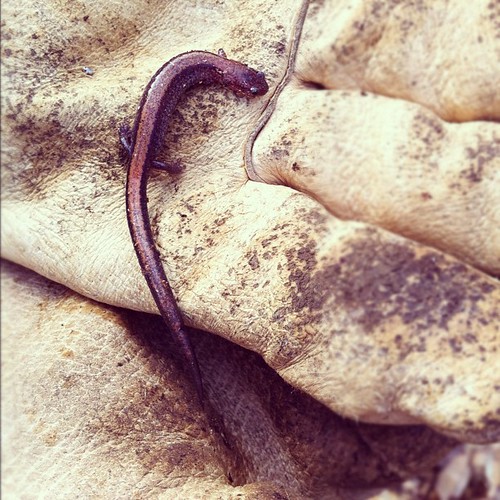hello little salamander dude #wildlife