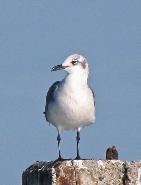 Laughing Gull at the North Beach on Tybee Island 01