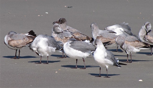 Laughing Gulls at the North Beach on Tybee Island 01