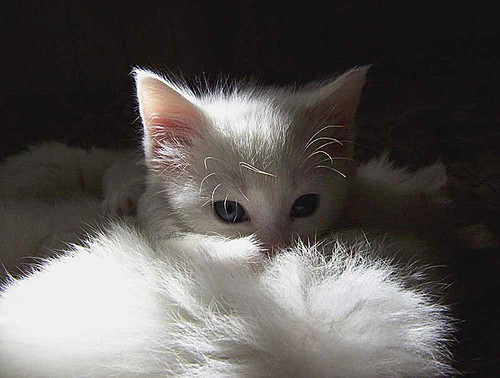 White Kitten BPOTD Webshots by emphotos103