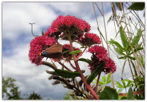 Flower and Moth (2)    (sedum  and Virginia ctenuchid, diurnal moth)