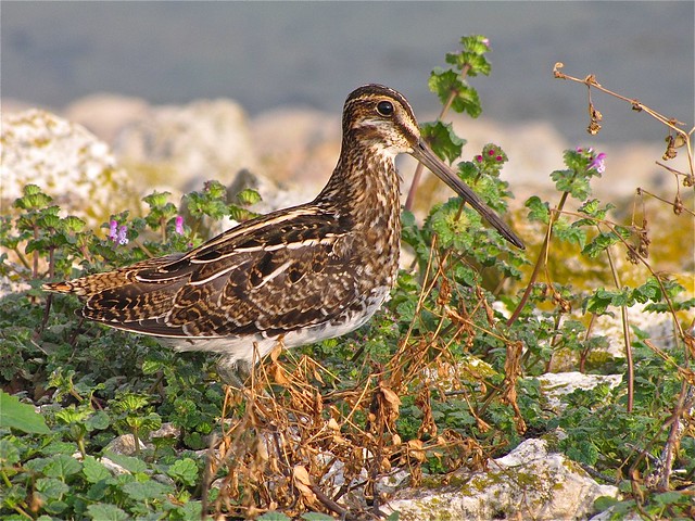 Wilson's Snipe at Gridley Wastewater Treatment Pond 09