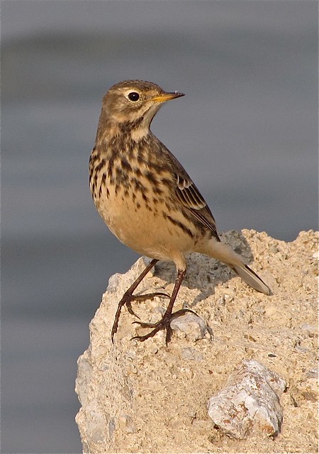 American Pipit at Gridley Wastewater Treatment Ponds 09