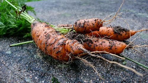 Late carrots
