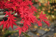 Washington Park Arboretum and Japanese Garden, 28 October 2012