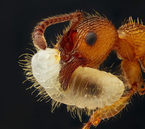 Nikon Small World photography competition 2012 winners
