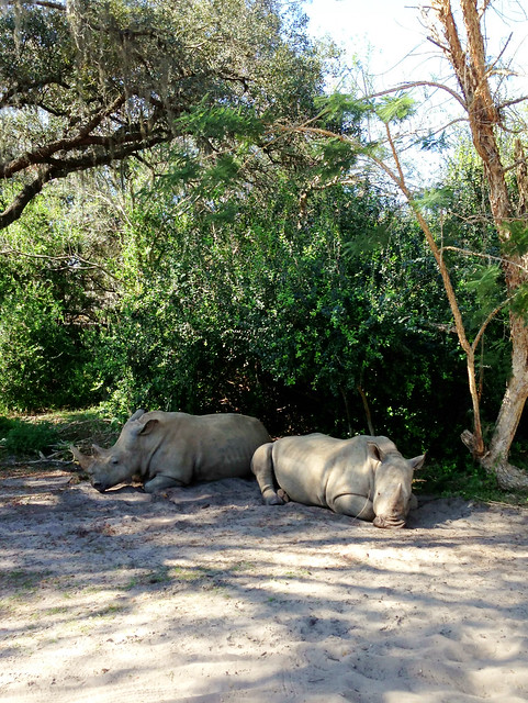 Rhinos at rest