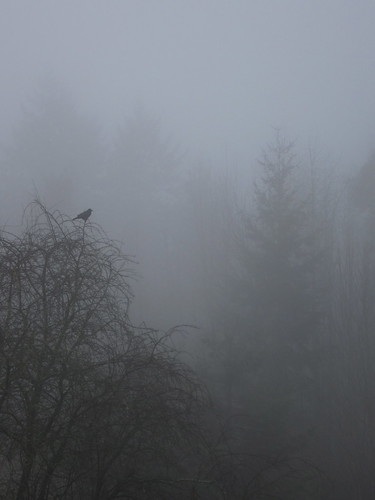 32/365: Singing Through the Fog by jchants