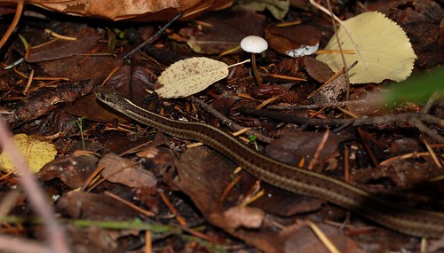 Snake on fall leaf litter