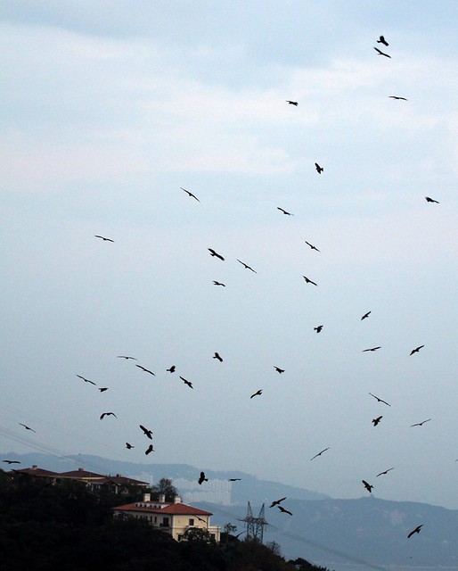 Hundreds of Black Kites (Milvus migrans) flying above Victoria Peak, Hong Kong