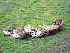 Monarto Cheetahs