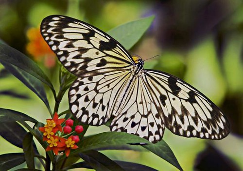 black-and-white-butterfly