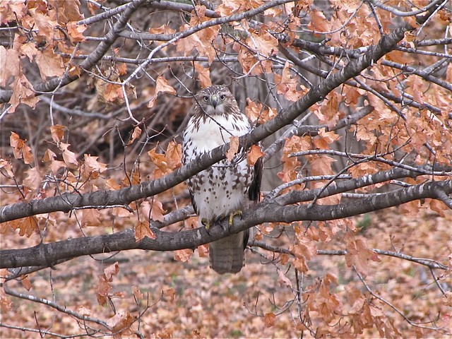 Eastern Red-tailed Hawk (juvenile) in McLean County, IL