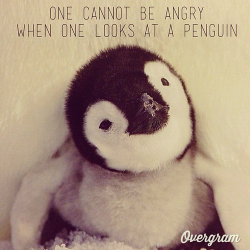 #penguin #overgram app by Jeni Rodger