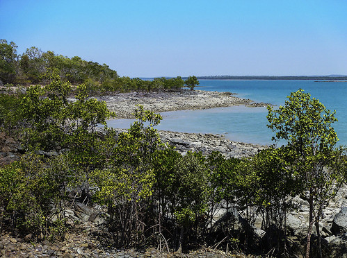 Mangroves at low tide