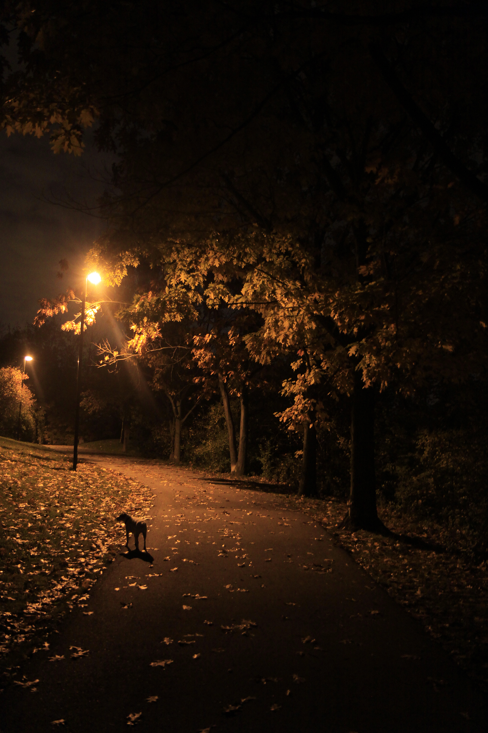 autumn night wabukayne benny