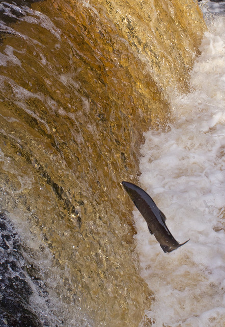 salmon leaping-6