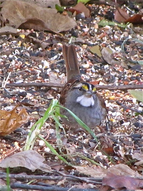 White-throated Sparrow in Normal, IL