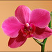 Phalaenopsis orhideea,10-01651